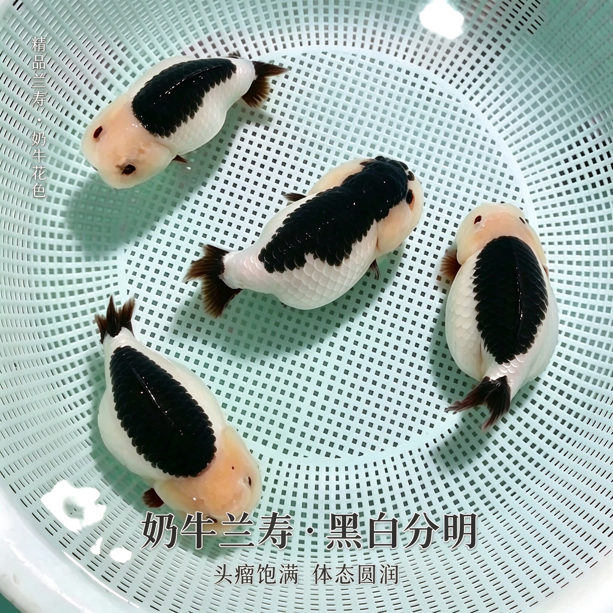 兰寿金鱼苗精品小苗头瘤饱满花色稀有波妞奶牛活鱼新手冷水淡水鱼