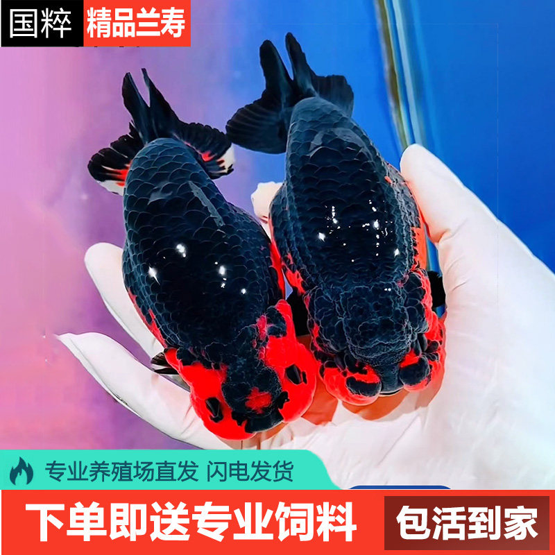 兰寿金鱼熊猫短尾波妞精品小苗奶鱼