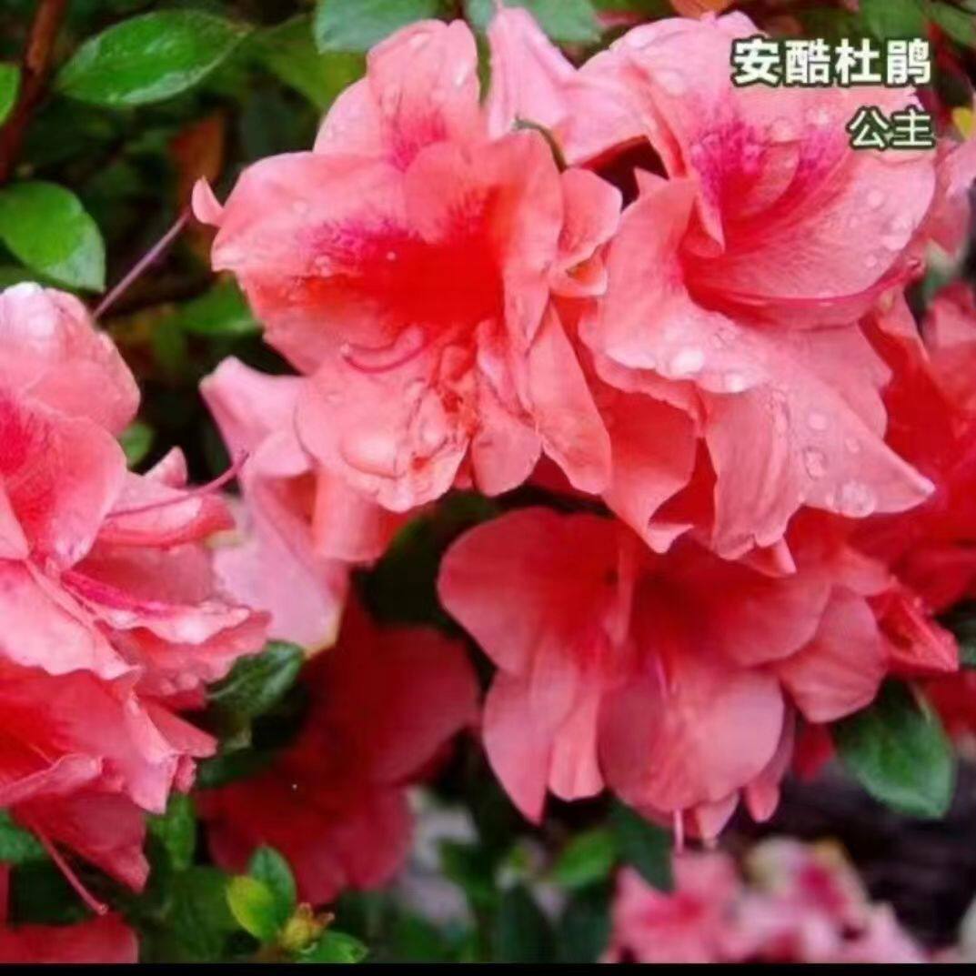 安库杜鹃公主重瓣四季开花庭院阳台绿植室内植物耐旱花卉杜鹃花酷