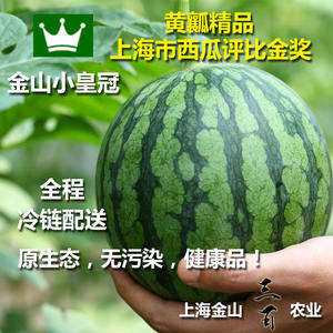 正宗特级上海金山小皇冠黄瓤薄皮脆甜小西瓜当季新鲜现摘时令水果