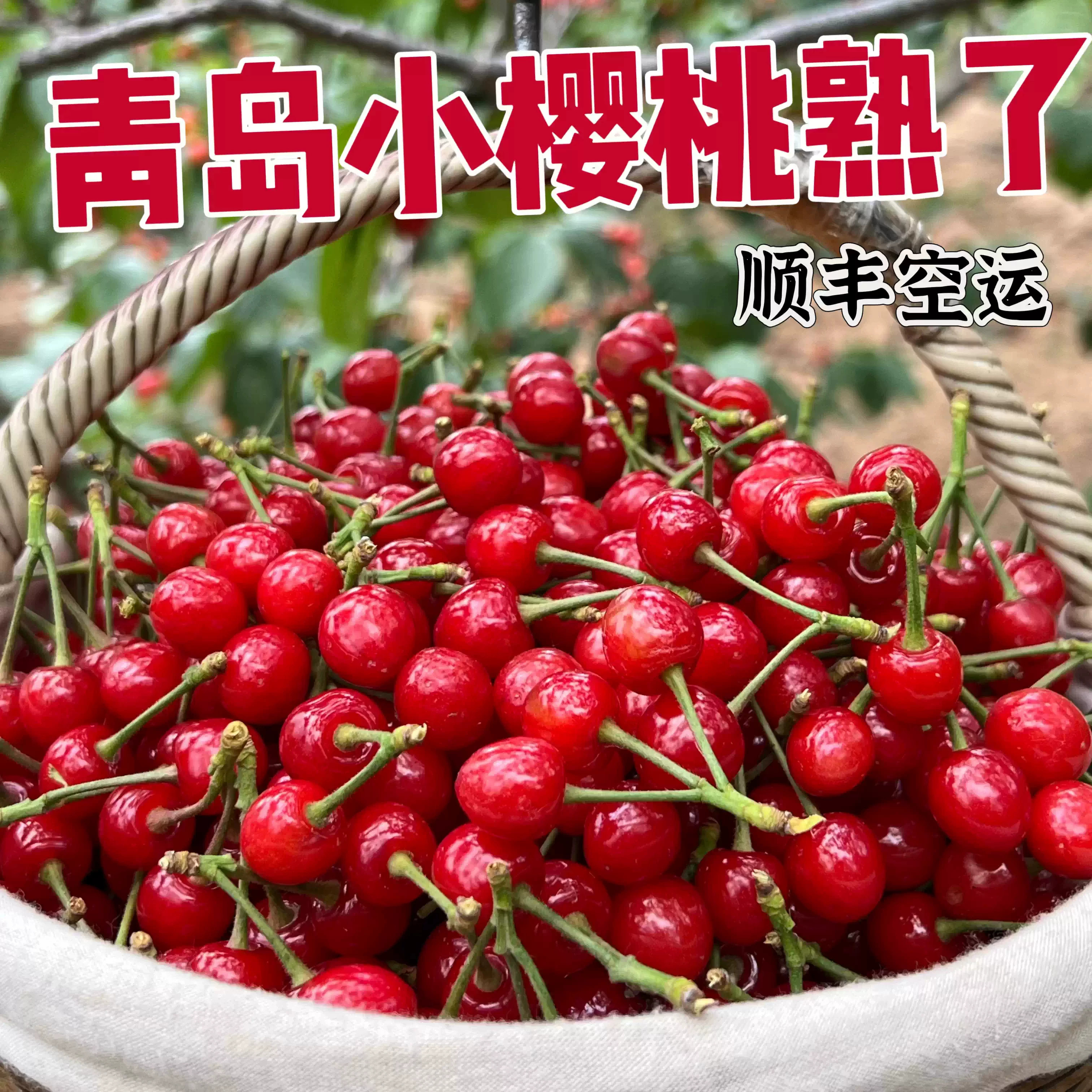 正宗特级山东崂山小樱桃当季新鲜现摘时令水果整箱顺丰包邮土樱桃