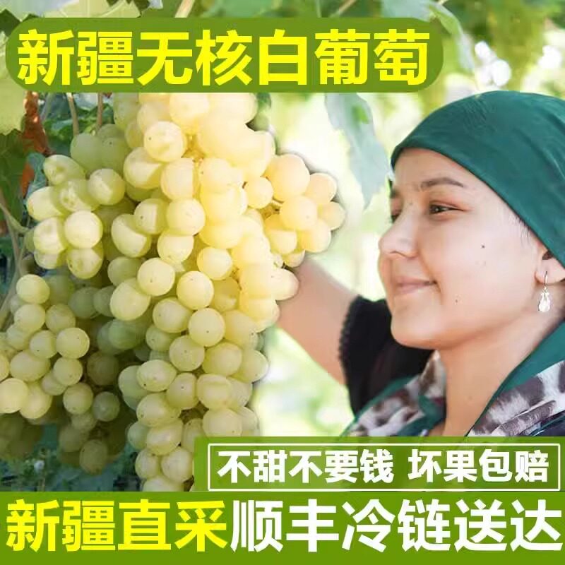正宗新疆吐鲁番无核白葡萄新鲜当季水果孕妇青提无籽顺丰冷链包邮