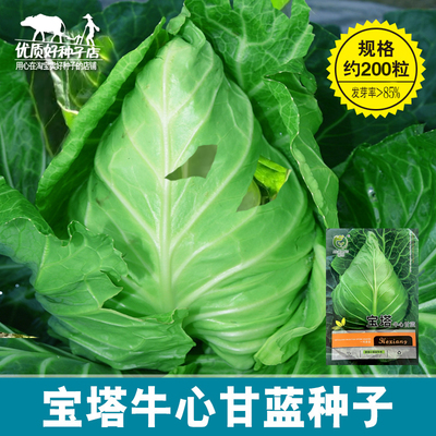 宝塔牛心甘蓝种子水果炮弹甘兰包菜种籽春秋越冬阳台青菜蔬菜种子