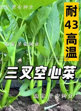 夏季耐高温三叉空心菜种子柳叶通心菜种籽四季阳台盆栽蔬菜种子孑