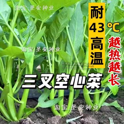 夏季耐高温三叉空心菜种子柳叶通心菜种籽四季阳台盆栽蔬菜种子孑