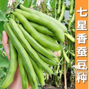 正宗七星蚕豆种子高产大胡豆种子籽春秋冬季早熟耐寒罗汉蔬菜种子