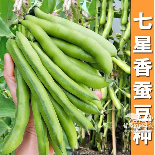 正宗七星蚕豆种子高产大胡豆种子籽春秋冬季早熟耐寒罗汉蔬菜种子