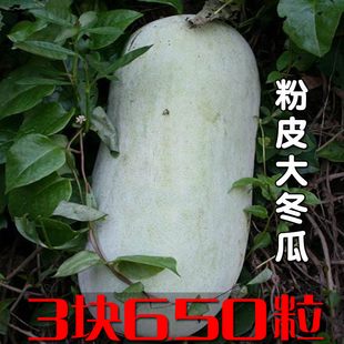 80斤大冬瓜种籽巨型粉皮冬瓜种子白黑皮冬瓜孑农家四季春夏秋瓜果