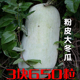 80斤大冬瓜种籽巨型粉皮冬瓜种子白黑皮冬瓜孑农家四季 春夏秋瓜果