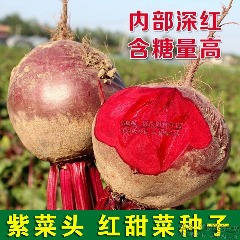 甜菜种子种籽孑甜菜根红甜菜头四季蔬菜盆栽籽种菜籽甜菜根籽田菜