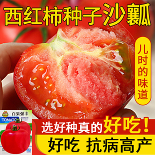 正品番茄种子非转基因老品种西红柿种籽秧苗沙瓤四季农蔬菜番茄苗