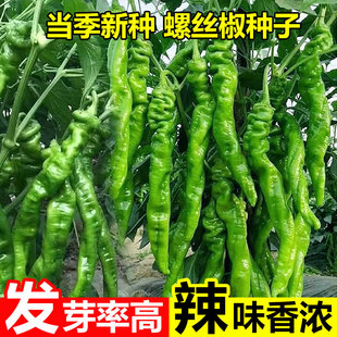 香辣螺丝椒种子盆栽抗病阳台庭院高产青椒四季特大蔬菜种籽辣椒
