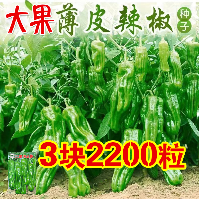 原装薄皮辣椒种子大果型皱皮椒种籽高产盆栽南方种北苗蔬菜种孑