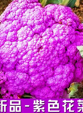 新品紫色有机花菜种孑西兰花种孑青梗花椰菜种子松花菜种籽春秋种