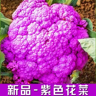 新品 紫色有機(jī)花菜種孑西蘭花種孑青梗花椰菜種子松花菜種籽春秋種