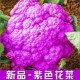 新品 紫色有机花菜种孑西兰花种孑青梗花椰菜种子松花菜种籽春秋种