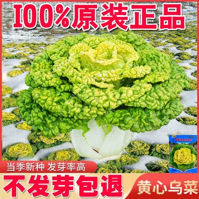 黄心乌塌菜种子耐寒秋冬季冻不死乌塌菜籽北方冬存储越冬四季菜孑