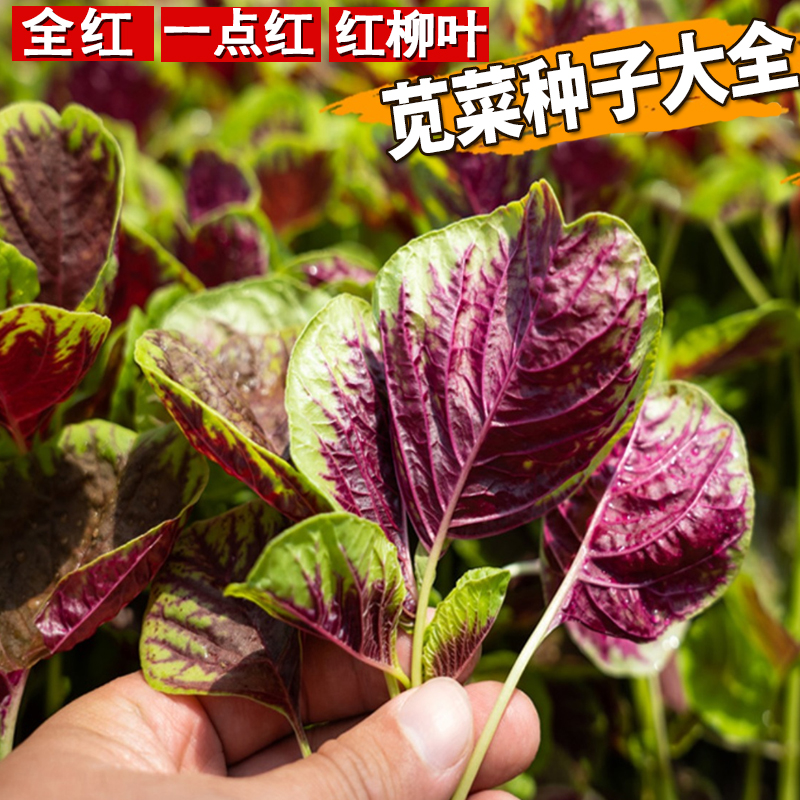 高钙蔬菜一点红苋菜种籽台湾进口
