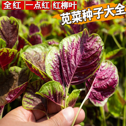 苋菜种籽大全红柳叶苋菜种子汗菜汉菜种孑盆栽春夏秋四季耐热蔬菜