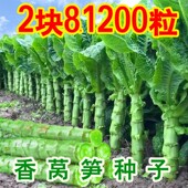 青脆香莴笋种子红尖叶莴笋种籽耐热夏季 莴苣种孑 耐寒越冬菜种四季