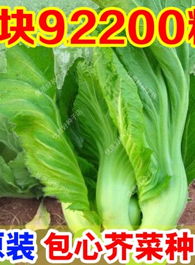 正宗包心芥菜种子高钙菜种籽庭院阳台盆栽四季播腌制酸菜大芥蔬菜