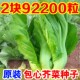 正宗包心芥菜种子高钙菜种籽庭院阳台盆栽四季 播腌制酸菜大芥蔬菜