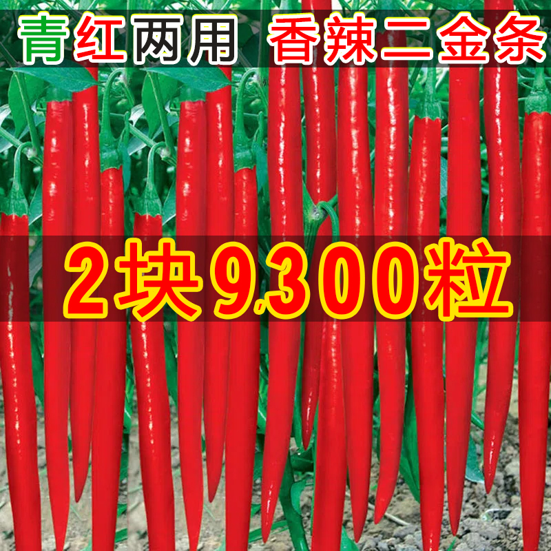 原装真皮二荆条辣椒种子制干辣椒