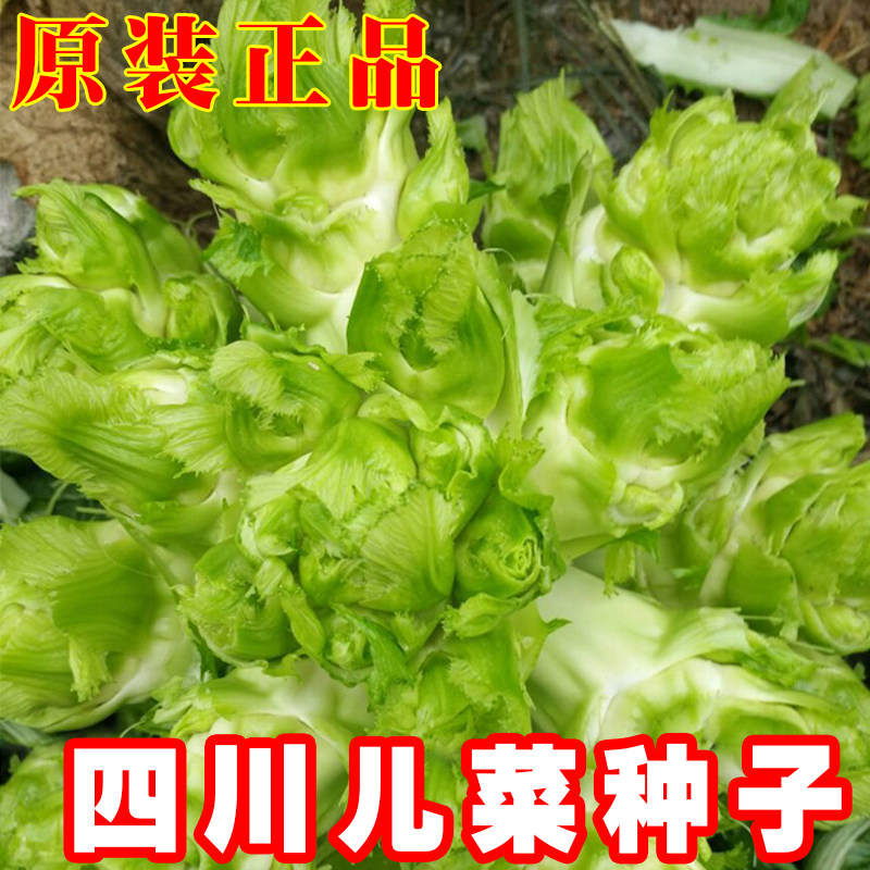 正宗四川儿菜种子种籽芥菜种四季菜种娃娃菜蔬菜抱儿菜孑菜籽耳菜,鲜花速递/花卉仿真/绿植园艺,家庭园艺种子,淘宝优惠券,粉丝福利购,淘宝优惠卷