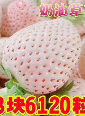 白色奶油草莓种籽子红色奶油草莓种孑一年四季家庭阳台盆栽水果