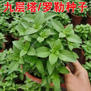 原装正品九层塔种子罗勒种孑阳台盆栽金不换籽可食用可驱虫可观赏