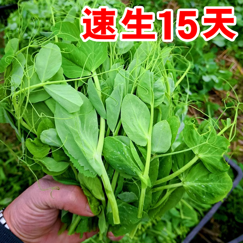 豌豆尖种籽吃叶豌豆种籽豌豆苗种子室内阳台盆栽四季水培蔬菜种孑