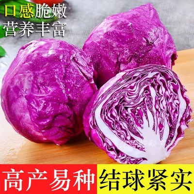 紫甘蓝种子京丰一号甘蓝菜籽紫皮包菜种卷心菜宝塔牛心甘蓝大头菜