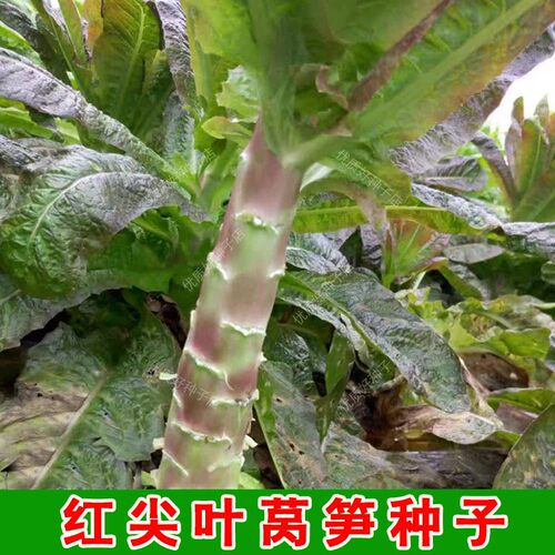 红尖叶莴笋种子青脆香莴笋种子红色叶子莴苣种籽春秋季蔬菜种孑