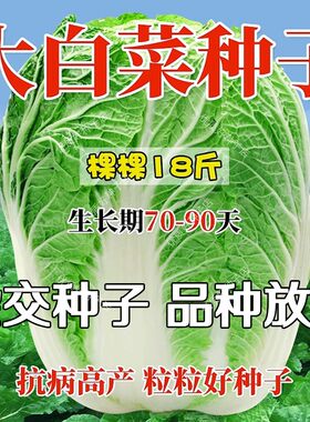 大白菜种孑白菜种籽大全储半年冬储28斤白菜籽东北京新三号白菜籽