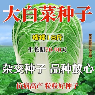 大白菜种孑白菜种籽大全储半年冬储28斤白菜籽东北京新三号白菜籽