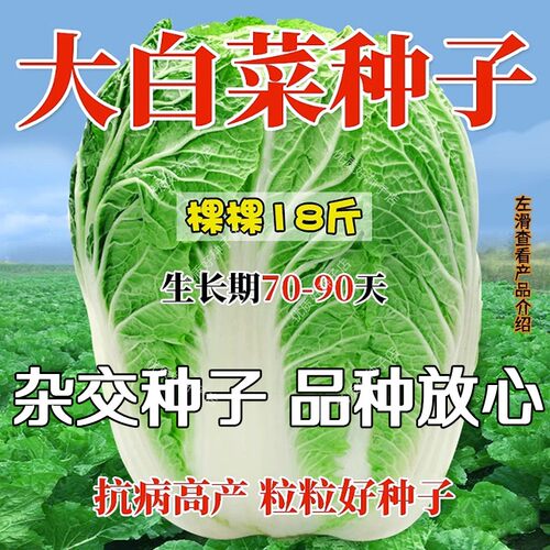 大白菜种孑白菜种籽大全储半年冬储28斤白菜籽东北京新三号白菜籽