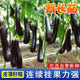 紫长茄子种子高产烧烤茄子种籽早熟农家蔬菜种子大全黑紫色长茄子