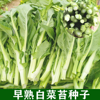 早熟白菜苔种子菜心种子红菜苔菜种子阳台盆栽四季种植蔬菜种子籽