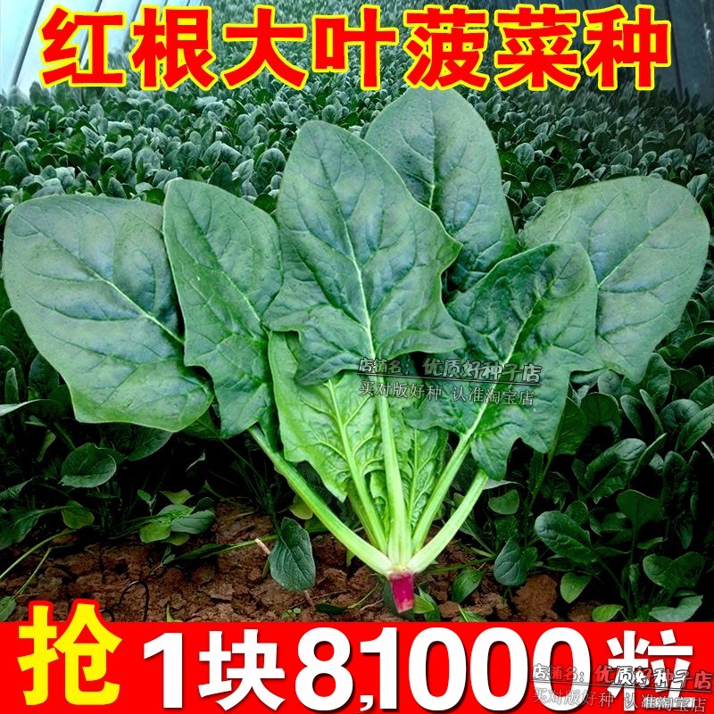 红根大叶菠菜种子四季耐热耐寒菠菜籽种阳台盆栽蔬菜种子秋播越冬