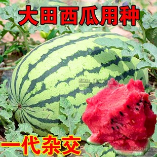一代杂交瓜农大田用种西瓜种籽糖王麒麟西瓜种子美都西瓜种孑高产