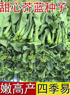 甜心芥蓝蔬菜种子四季高产耐寒耐热阳台种植秧苗绿芥兰农家菜种籽