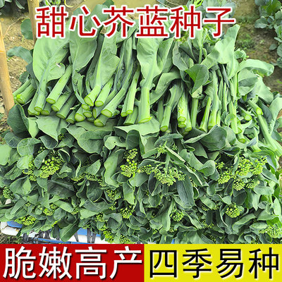 甜心芥蓝蔬菜种子四季高产耐寒耐热阳台种植秧苗绿芥兰农家菜种籽