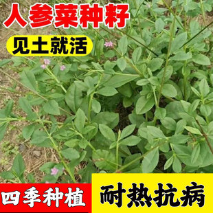 人参菜种子正宗土洋参野菜蔬菜种子东洋参叶用人参食用高丽参新种