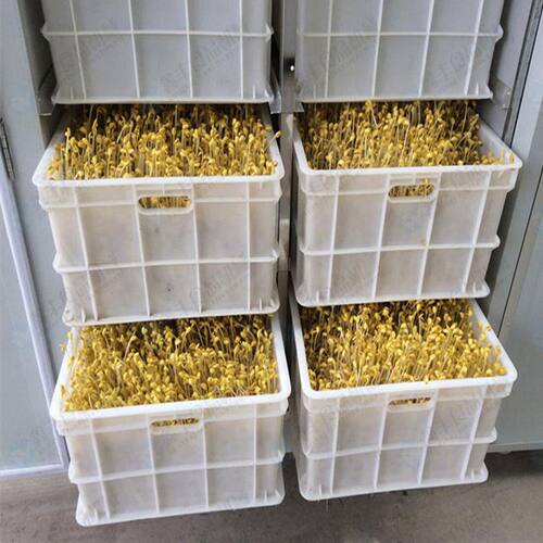 鑫丰豆芽机器设备厂家 全自动豆芽机 定时自动淋水控温无需人工看
