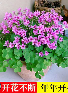 紫叶酢浆草种根幸运草炸酱草室内紫色醋酱草三叶草种根多年生盆栽