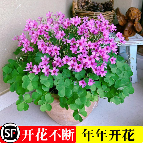紫叶酢浆草种根幸运草炸酱草室内紫色醋酱草三叶草种根多年生盆栽