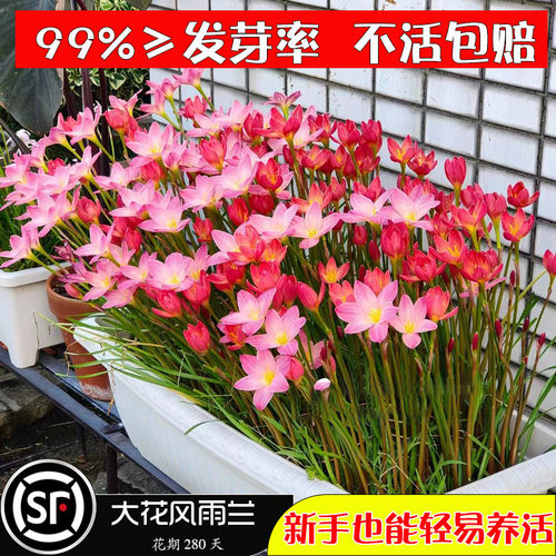 重瓣风雨兰种球韭兰葱兰花苗花卉盆栽胖丽丽种球四季易活开花耐寒