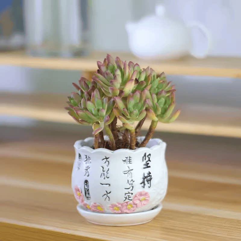 露养超大红稚莲肉肉植物老桩