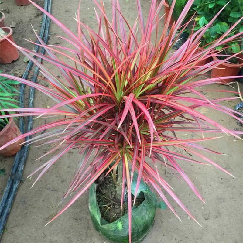 七彩铁千年木盆栽室外庭院阳台好养喜庆红叶植物三色龙网红绿植树