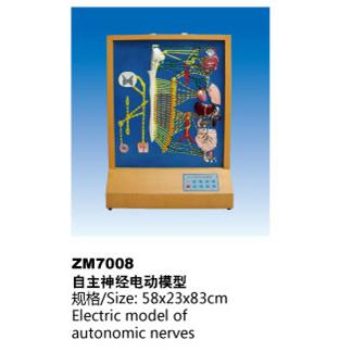 自主神经电动模型